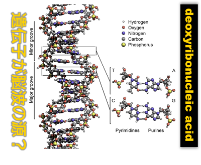 DNAの二重らせん構造の図