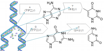 遺伝子とアイデア