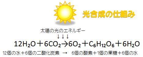 光合成の仕組み