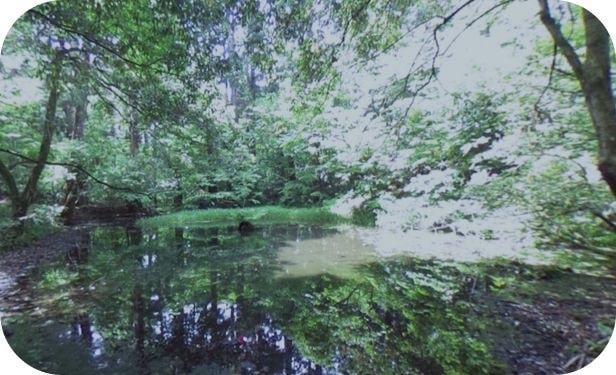 御手洗池の写真